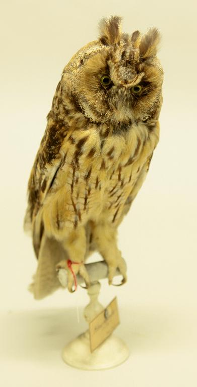 animal naturalisé : oiseau : Hibou moyen-duc
