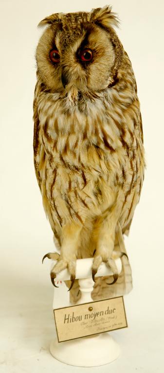 animal naturalisé : oiseau : Hibou moyen-duc