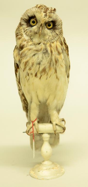 animal naturalisé : oiseau : Hibou des marais