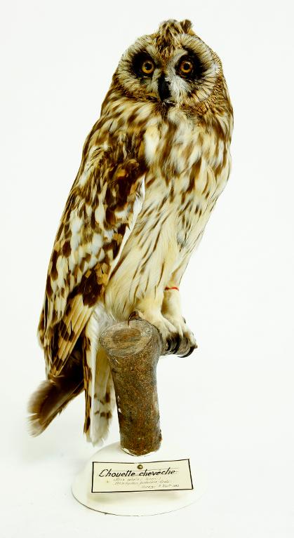 animal naturalisé : oiseau : Hibou des marais