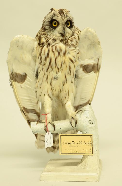 animal naturalisé : oiseau : Hibou des marais