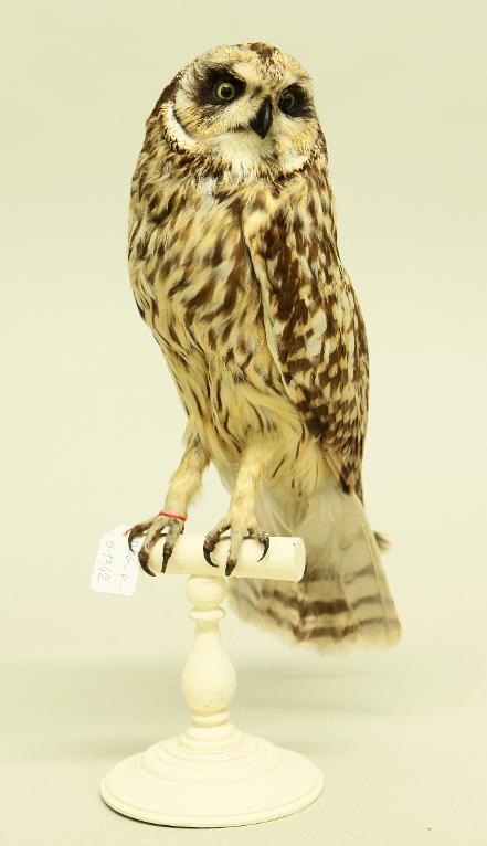 animal naturalisé : oiseau : Hibou des marais