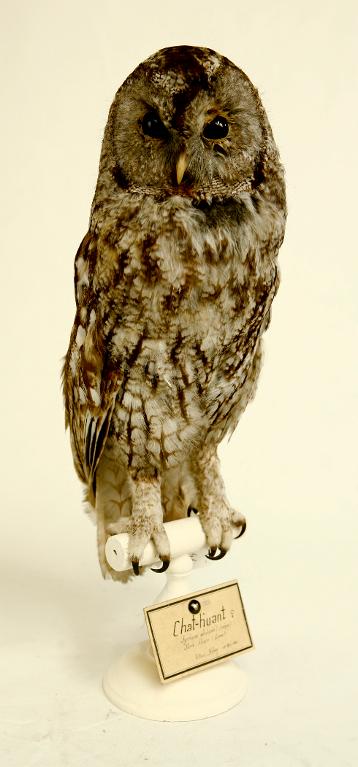 animal naturalisé : oiseau : Chouette hulotte