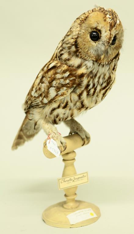 animal naturalisé : oiseau : Chouette hulotte