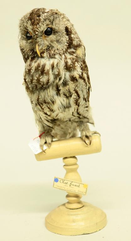 animal naturalisé : oiseau : Chouette hulotte