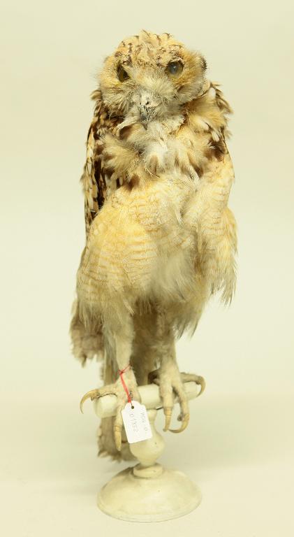 animal naturalisé : oiseau : Grand-duc ascalaphe