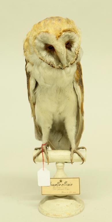 animal naturalisé : oiseau : Effraie des clochers (chouette effraie)