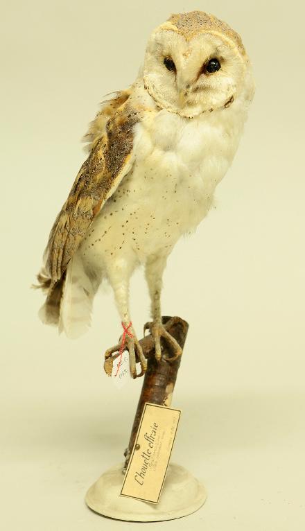 animal naturalisé : oiseau : Effraie des clochers (chouette effraie)