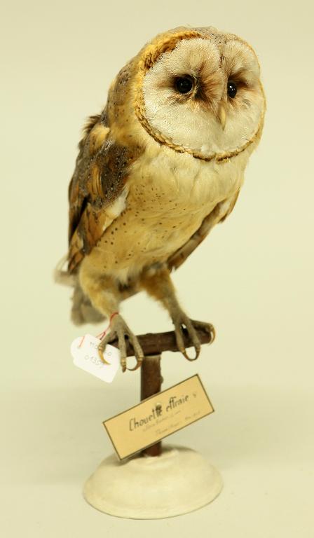 animal naturalisé : oiseau : Chouette effraie