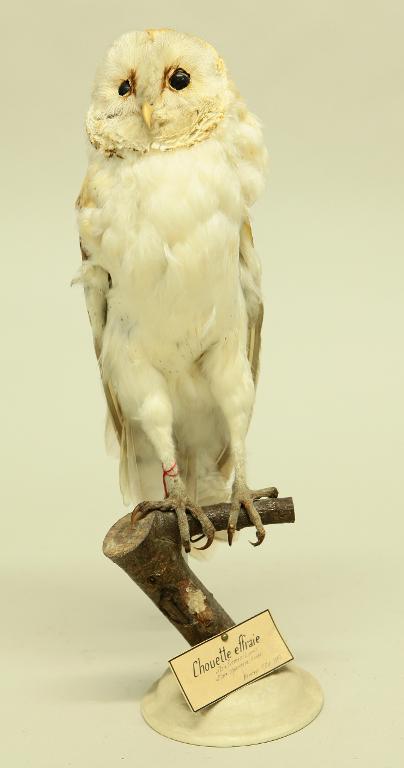 animal naturalisé : oiseau : Effraie des clochers (chouette effraie)