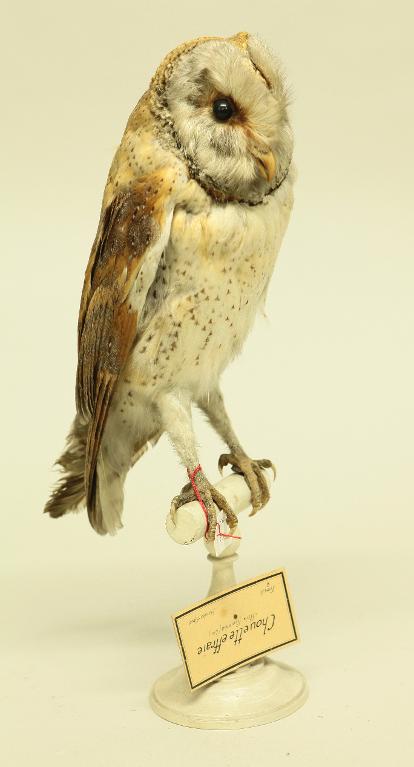 animal naturalisé : oiseau : Effraie des clochers (chouette effraie)