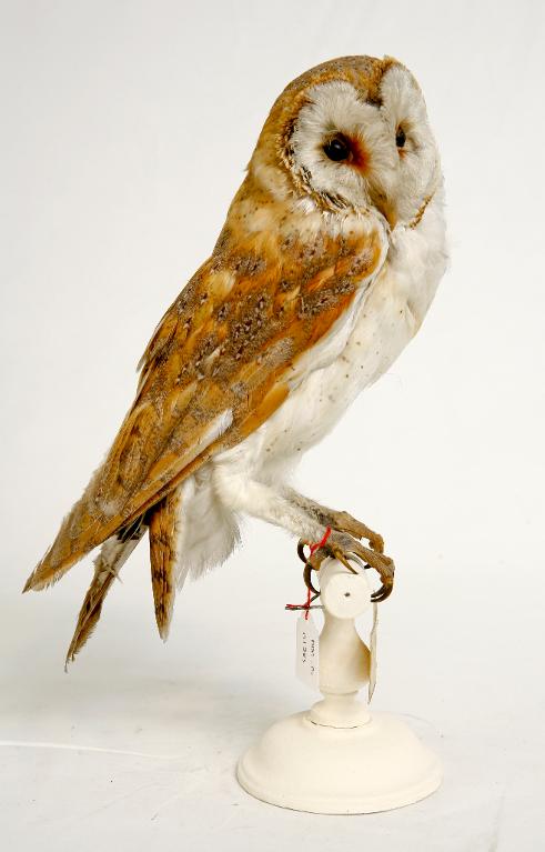 animal naturalisé : oiseau : Effraie des clochers (chouette effraie)