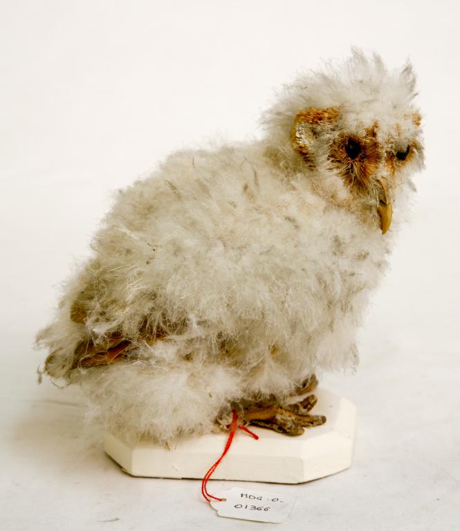 animal naturalisé : oiseau : Effraie des clochers (chouette effraie)