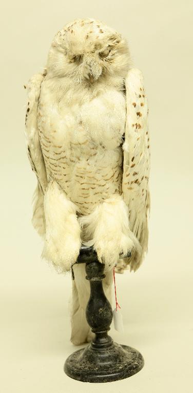 animal naturalisé : oiseau : Harfang des neiges