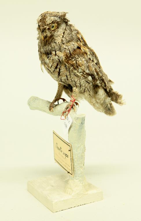 animal naturalisé : oiseau : Petit-duc scops (Hibou petit-duc)