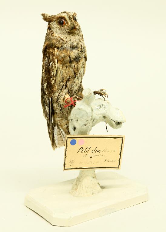 animal naturalisé : oiseau : Petit-duc scops (Hibou petit-duc)