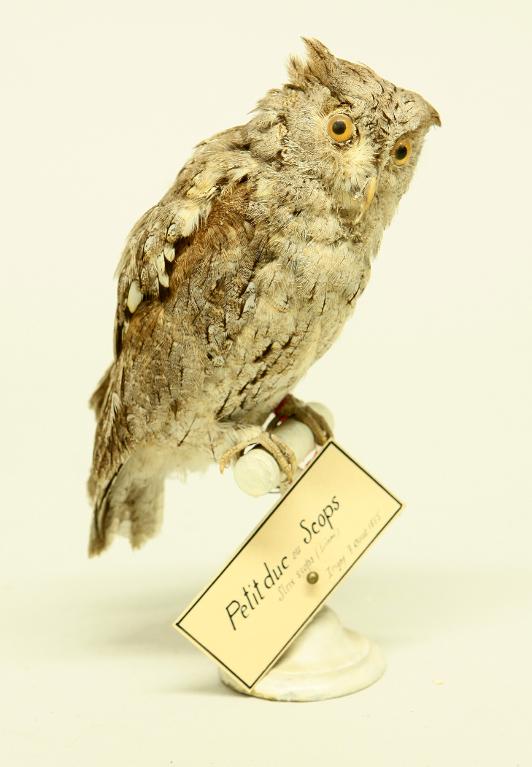 animal naturalisé : oiseau : Petit-duc scops (Hibou petit-duc)