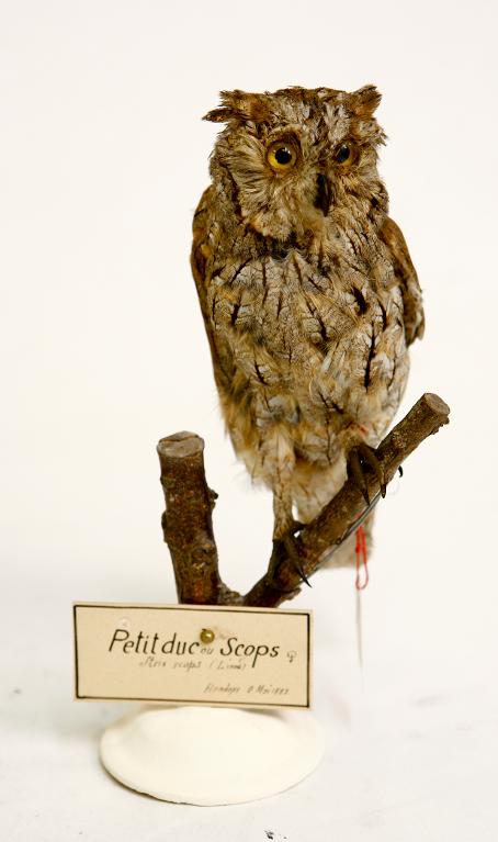 animal naturalisé : oiseau : Petit-duc scops (Hibou petit-duc)