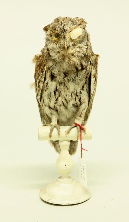 animal naturalisé : oiseau : Petit-duc scops (Hibou petit-duc)
