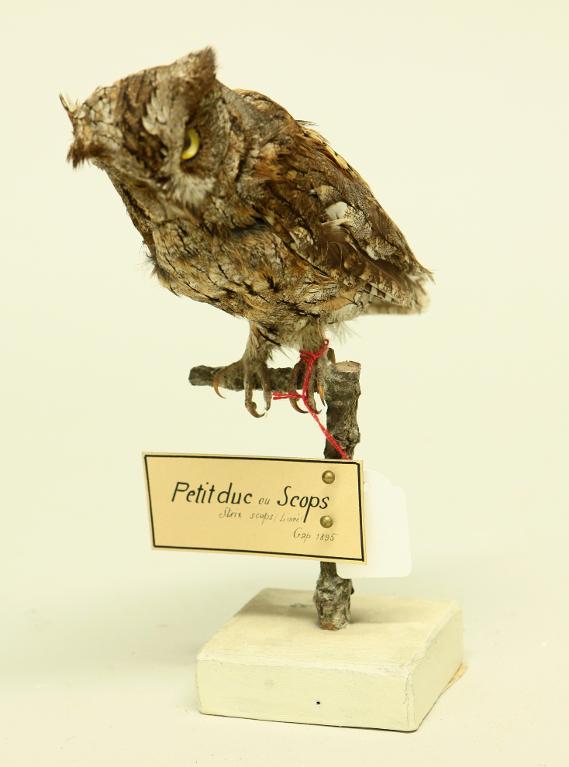 animal naturalisé : oiseau : Petit-duc scops (Hibou petit-duc)