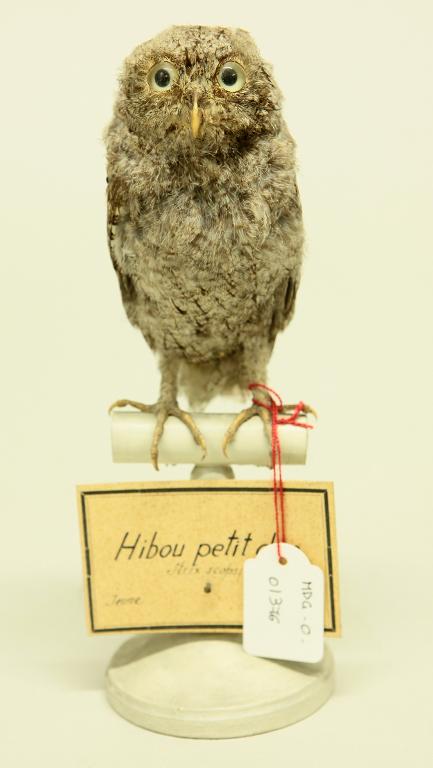animal naturalisé : oiseau : Petit-duc scops (Hibou petit-duc)