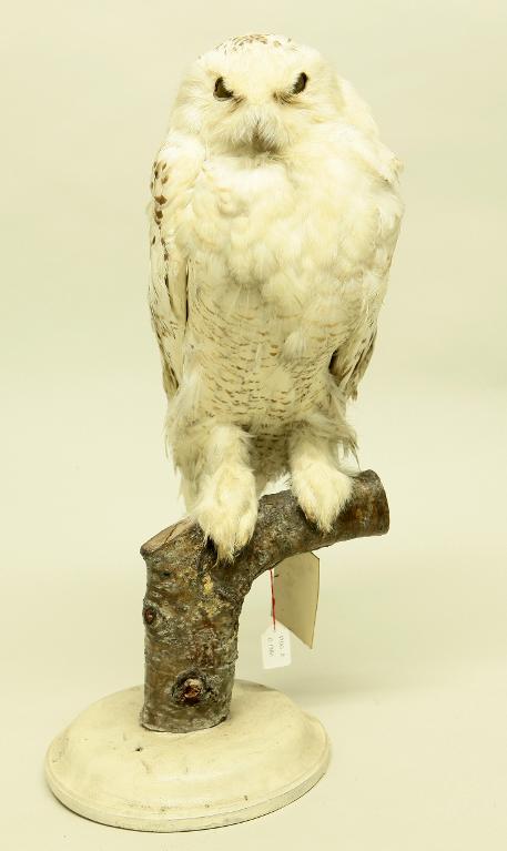 animal naturalisé : oiseau : Harfang des neiges