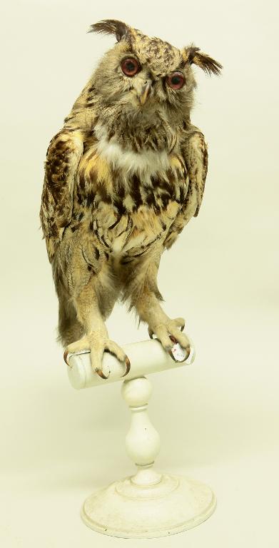 animal naturalisé : oiseau : Hibou grand-duc