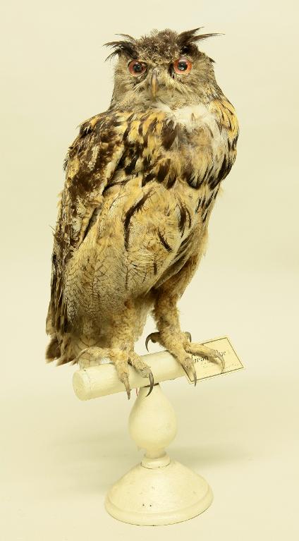 animal naturalisé : oiseau : Hibou grand-duc