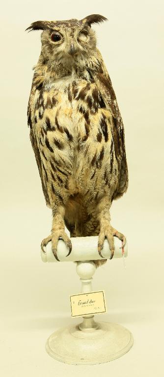 animal naturalisé : oiseau : Hibou grand-duc