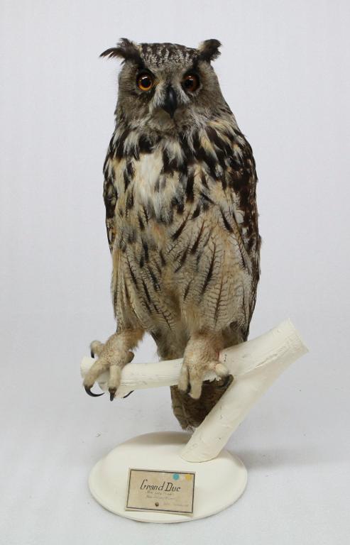 animal naturalisé : oiseau : Hibou grand-duc