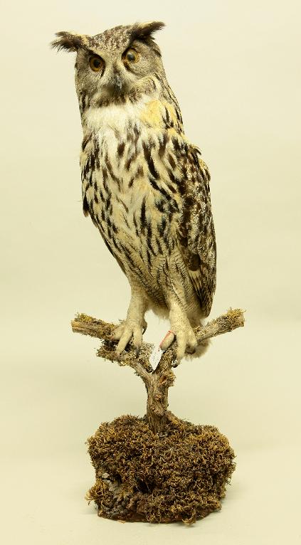 animal naturalisé : oiseau : Hibou grand-duc