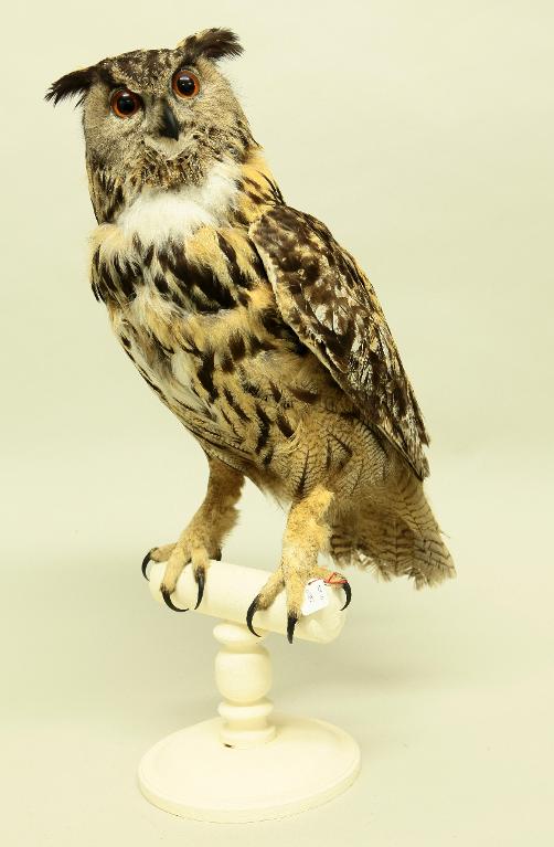 animal naturalisé : oiseau : Hibou grand-duc