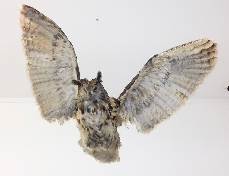 animal naturalisé : oiseau : Hibou grand-duc (en vol)