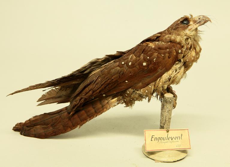 animal naturalisé : oiseau : Guacharo des cavernes