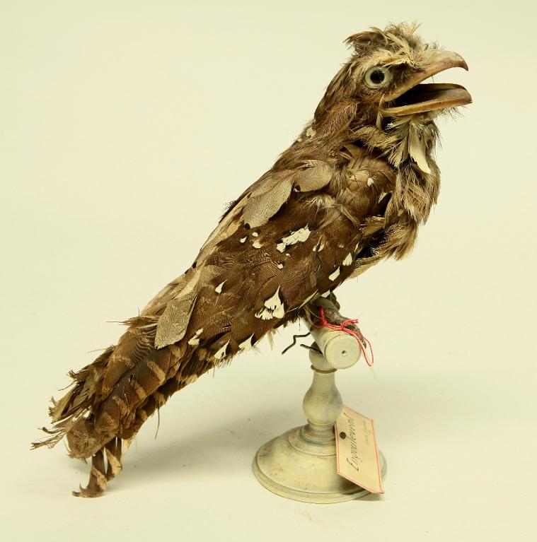 animal naturalisé : oiseau : Podarge