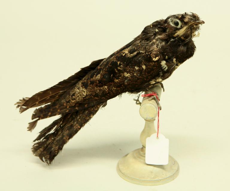 animal naturalisé : oiseau : Engoulevent   ?