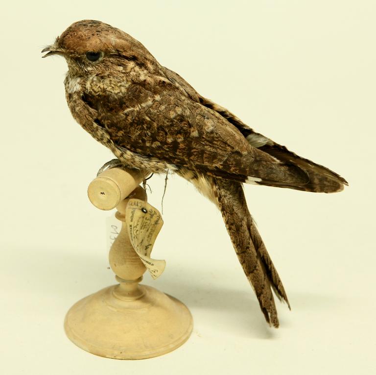 animal naturalisé : oiseau : Engoulevent terne