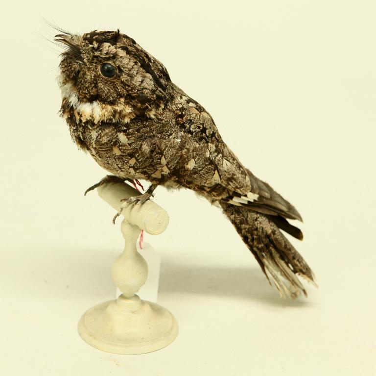 animal naturalisé : oiseau : Engoulevent d'Europe