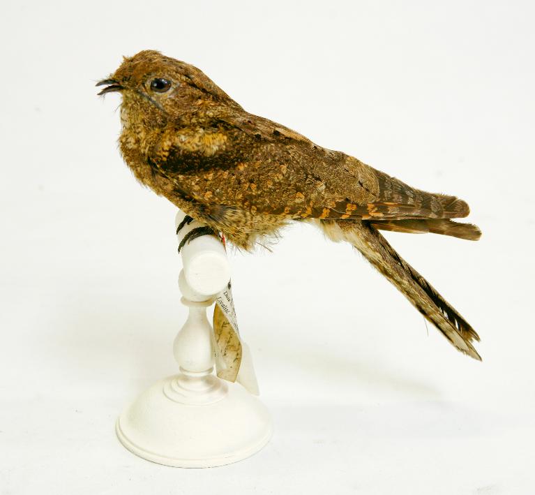 animal naturalisé : oiseau : Engoulevent terne