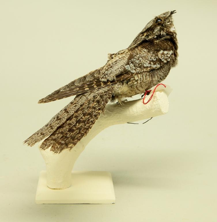 animal naturalisé : oiseau : Engoulevent d'Europe