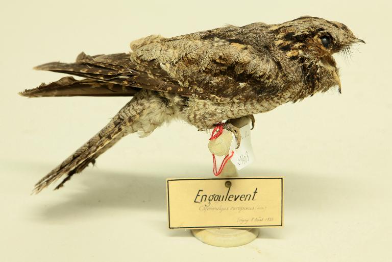 animal naturalisé : oiseau : Engoulevent d'Europe