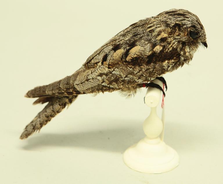 animal naturalisé : oiseau : Engoulevent d'Europe