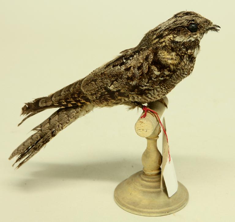 animal naturalisé : oiseau : Engoulevent d'Europe