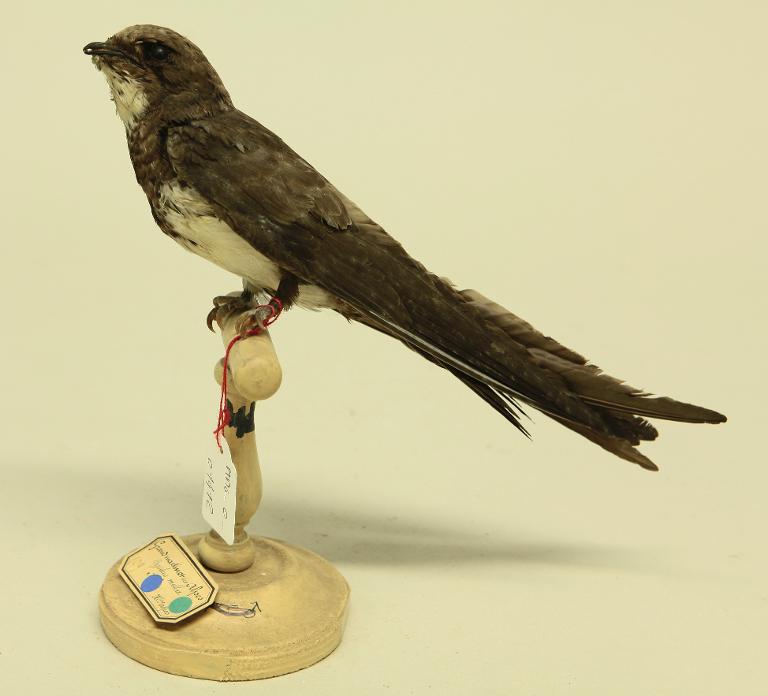 animal naturalisé : oiseau : Martinet à ventre blanc