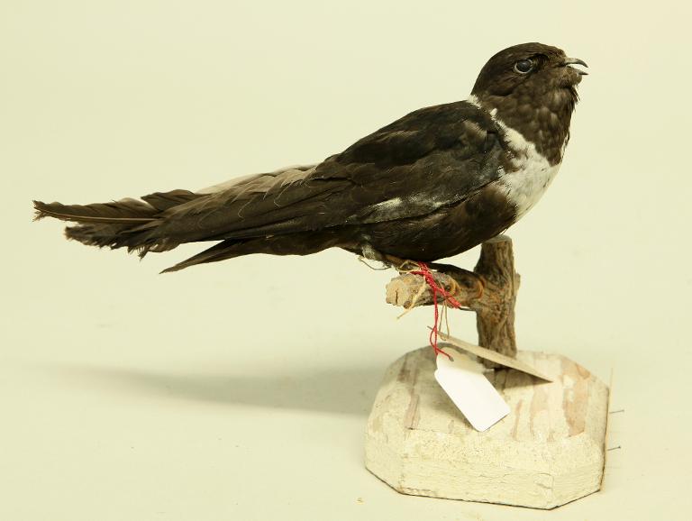 animal naturalisé : oiseau : Martinet à collier blanc