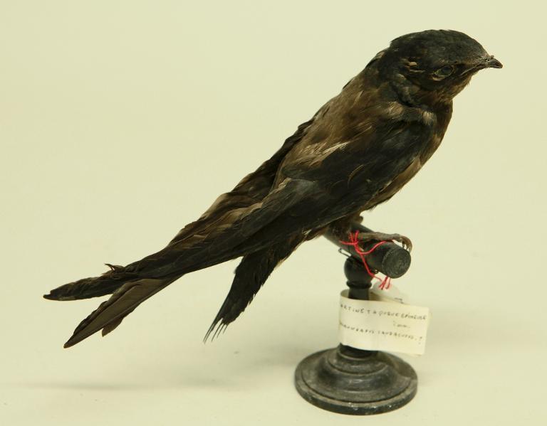 animal naturalisé : oiseau : Martinet