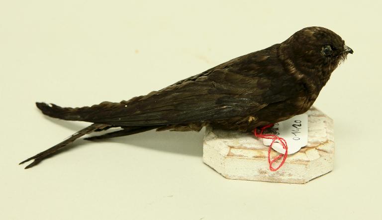 animal naturalisé : oiseau : Martinet noir