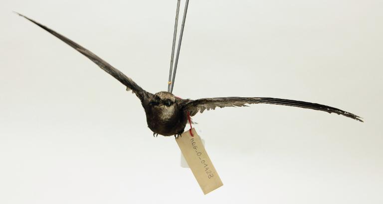 animal naturalisé : oiseau : Martinet noir