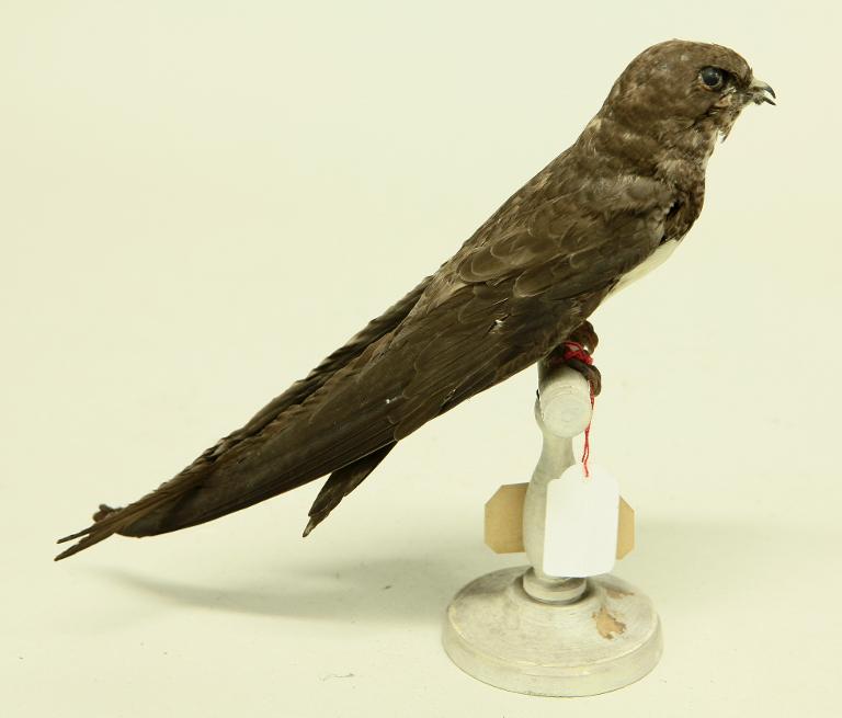 animal naturalisé : oiseau : Martinet à ventre blanc