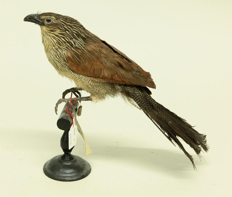 animal naturalisé : oiseau : Coucal à sourcils blancs